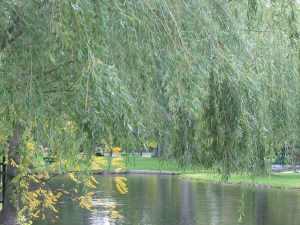 Mississippi Quays, Carleton Place